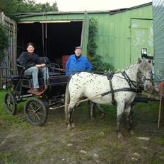 Knabstrupper Josefine ( solgt for bekendt )