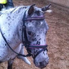 Knabstrupper Josefine ( solgt for bekendt )