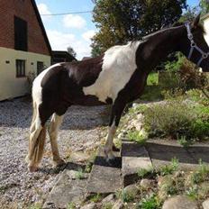 Barockpinto Rialto Bertram