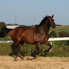 Anden særlig race Mademoiselle Bayonne