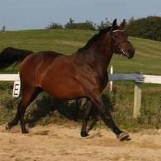 Anden særlig race Mademoiselle Bayonne