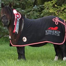 Shetlænder | Daisy v. Ziek