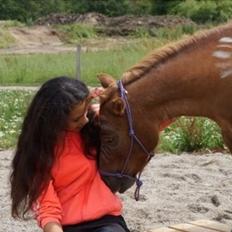 Shetlænder Pilagergårds Amanda