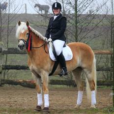 Tyroler Haflinger Haily af Elghuset (Har redet)