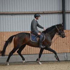 Dansk Varmblod Safran L