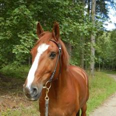 Frederiksborg Baron Skingelsbjerg