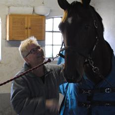 Dansk Varmblod Kashmir af Karlsminde (min mors)