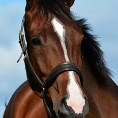 Dansk Varmblod Camarro SR