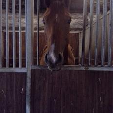 Dansk Varmblod libaks conquest