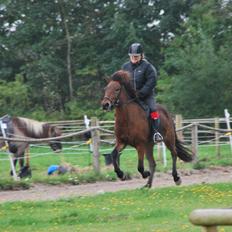 Islænder Pyrniros fra præstemosevang