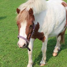 Anden særlig race Dixie