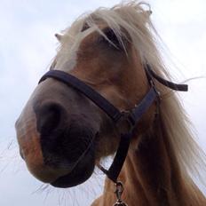 Haflinger Sonja