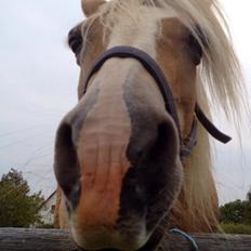 Haflinger Sonja