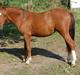 Welsh Pony (sec B) ChaTho´s Zippo