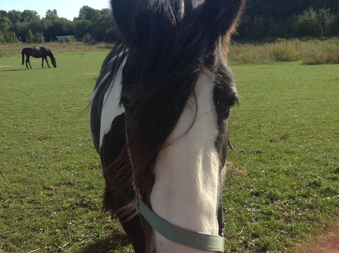 Irish Cob Daylight af sortemosegaard billede 6