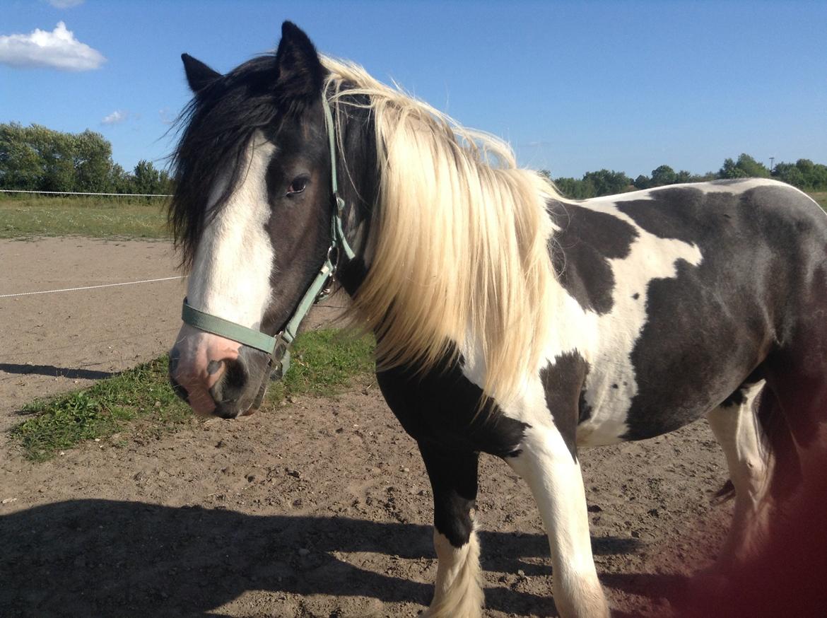 Irish Cob Daylight af sortemosegaard billede 7