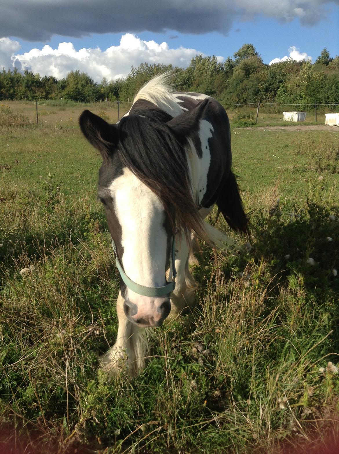 Irish Cob Daylight af sortemosegaard billede 10