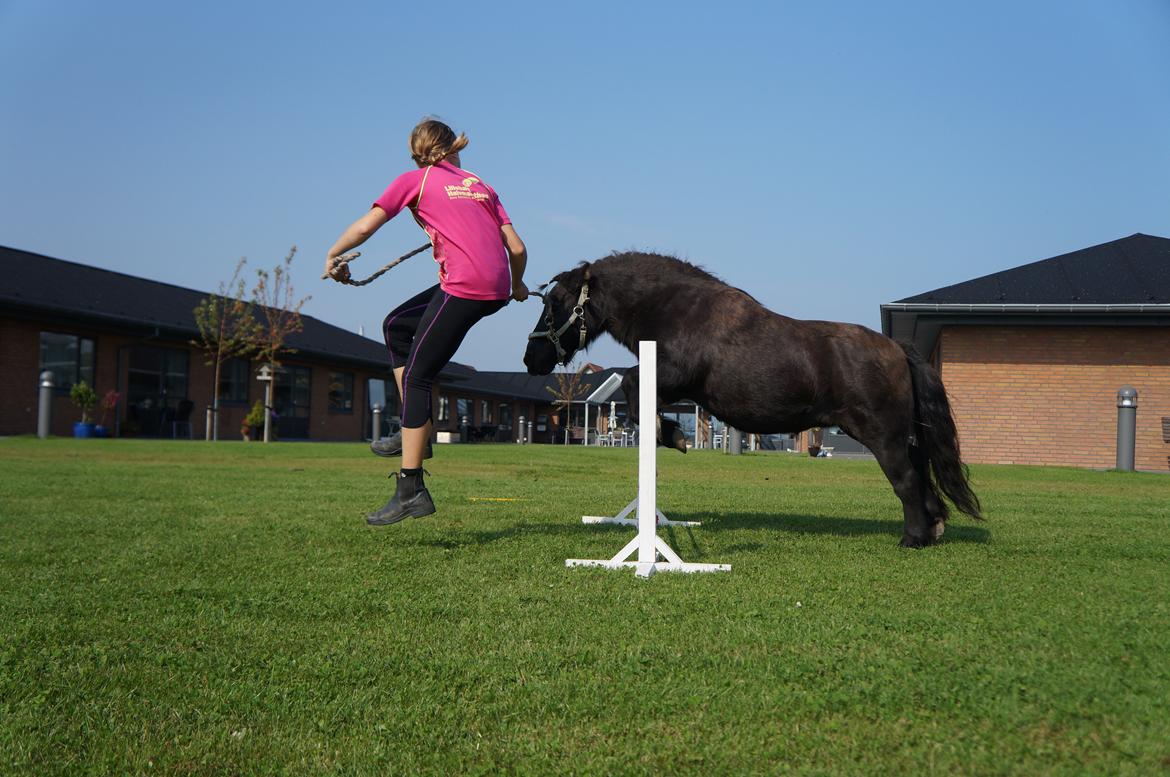 Shetlænder Lykkebjergs Pauline - Paula har en kæmpe springlyst billede 5