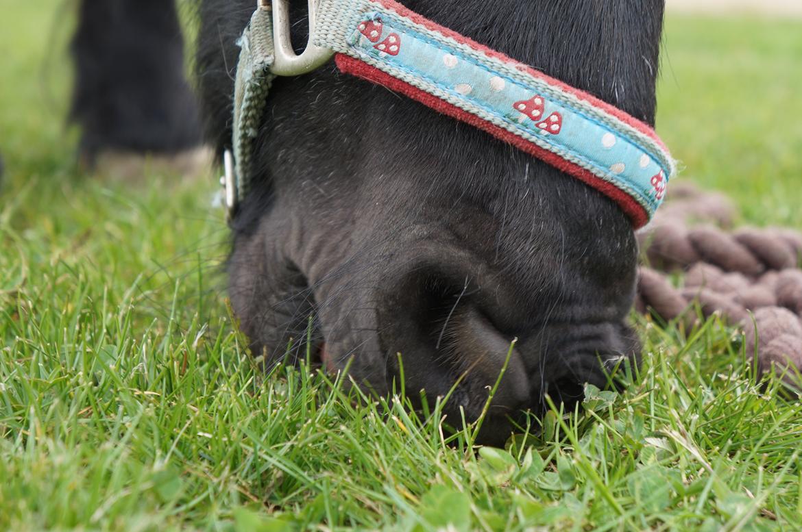 Shetlænder Lykkebjergs Pauline billede 2