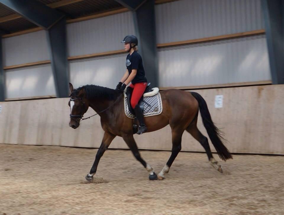 Dansk Varmblod Kildebo's Heartcon billede 44