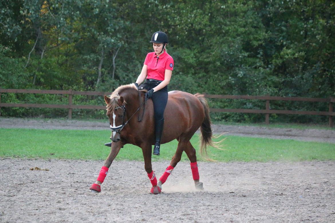 Anden særlig race Sasha billede 8