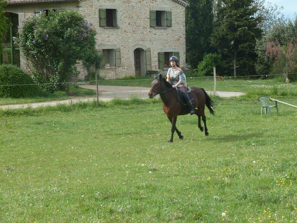 Anden særlig race Cerise billede 17