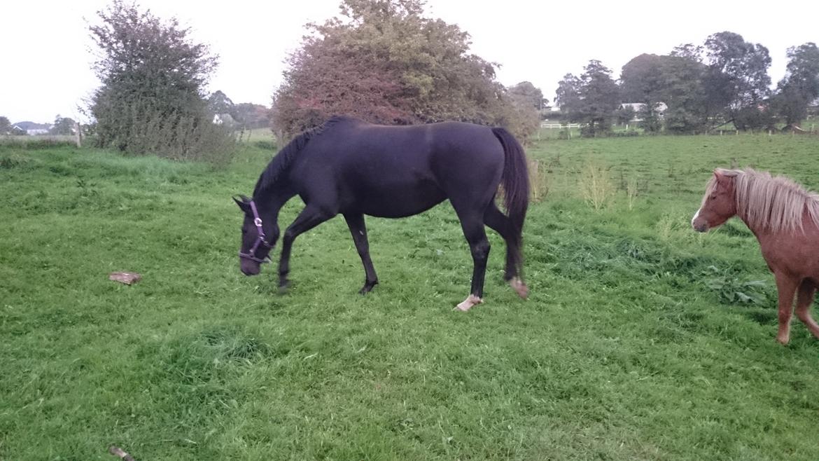 Oldenborg Ravnkjermindes Nena billede 3