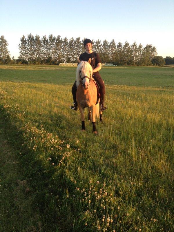 Haflinger Leris - På tur :-) billede 17