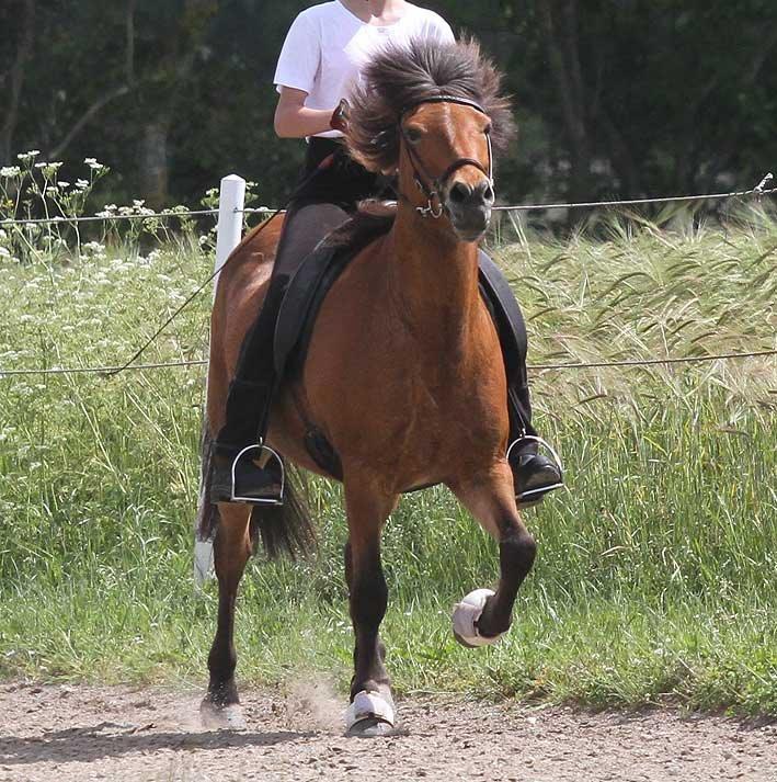 Islænder Lyfting fra Nr.Tolstrup RIP billede 1