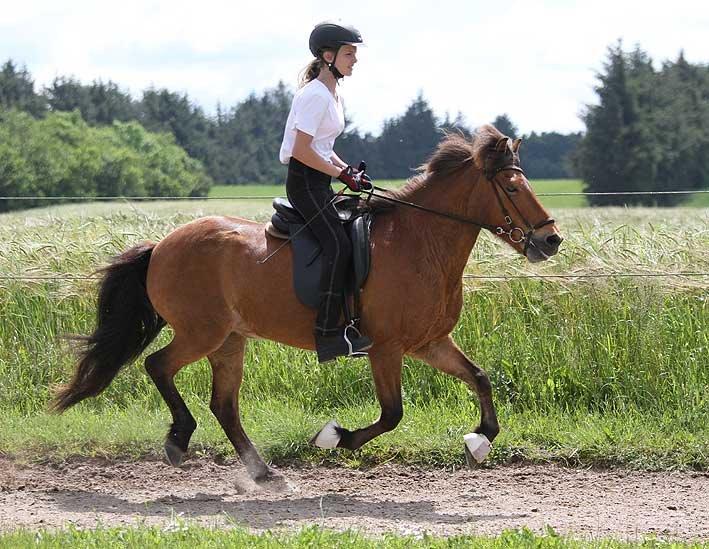 Islænder Lyfting fra Nr.Tolstrup RIP billede 17