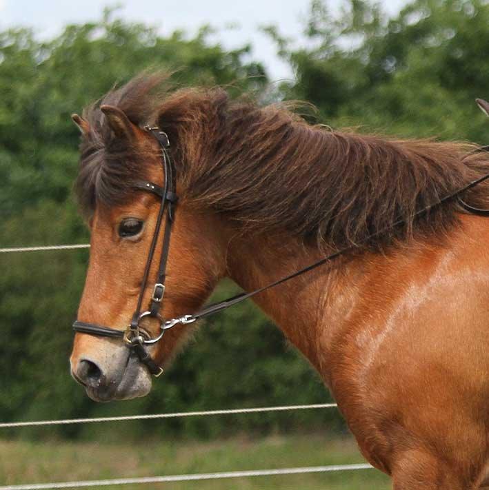 Islænder Lyfting fra Nr.Tolstrup RIP billede 8