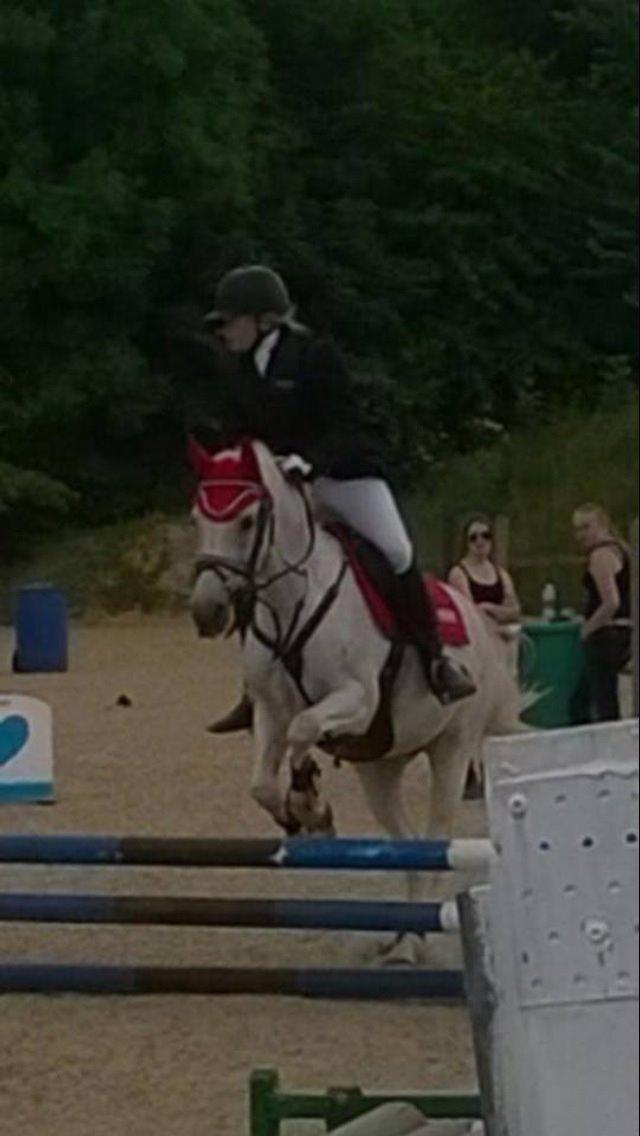 Anden særlig race Gadehøjs Caridee Himmelhest billede 18