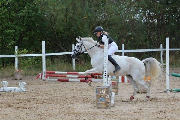 Anden særlig race Gadehøjs Caridee Himmelhest billede 19