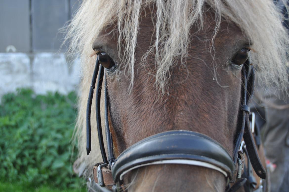 Shetlænder Fox (Mulle)  billede 4