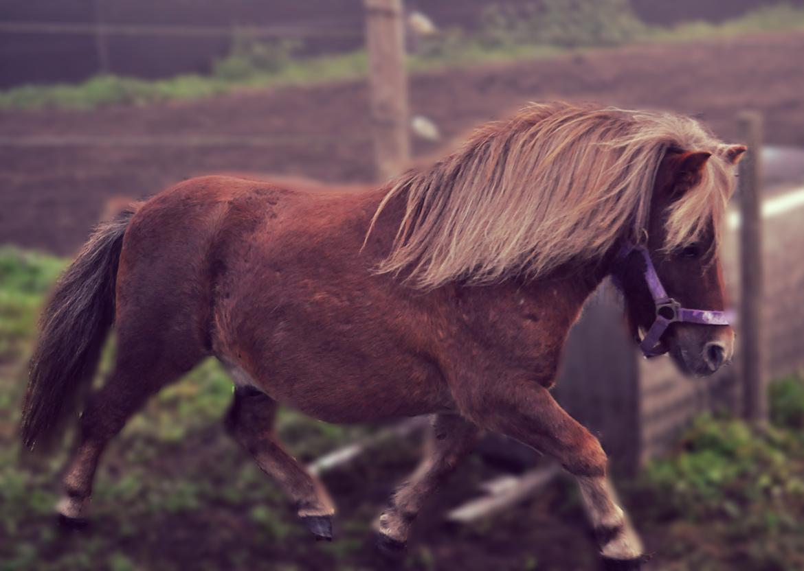 Shetlænder Fox (Mulle)  - Mini gangmaskine! <3 billede 2