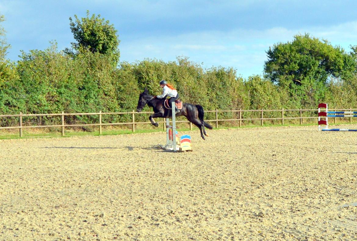New Forest Askebo's Toffeefield - Den bedste. - Træning ved Lars Pedersen, sommer 2013 billede 15
