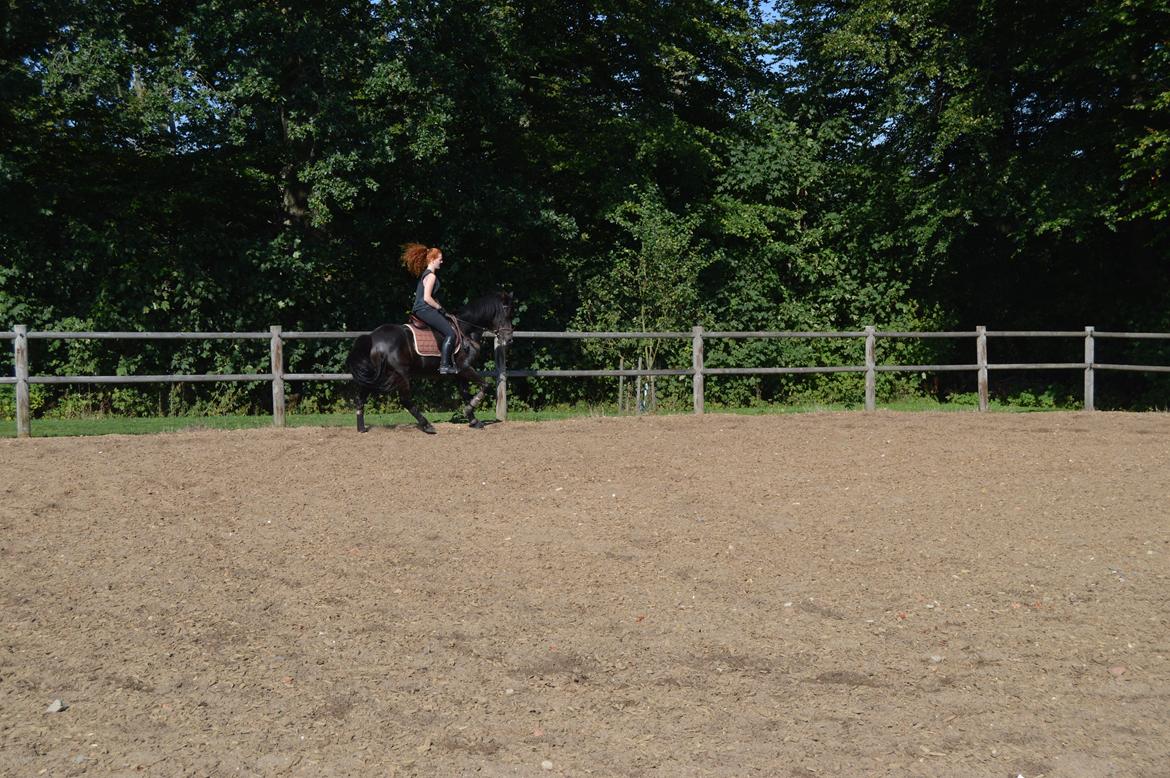 New Forest Askebo's Toffeefield - Den bedste. - En tur på vores ridebane, sensommer 2013 billede 16