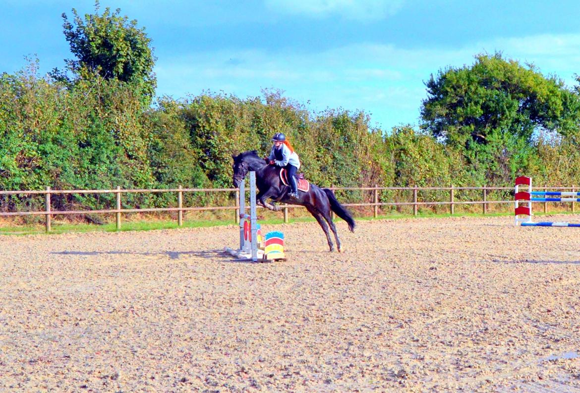 New Forest Askebo's Toffeefield - Den bedste. - Træning ved Lars Pedersen, sommer 2013 billede 14