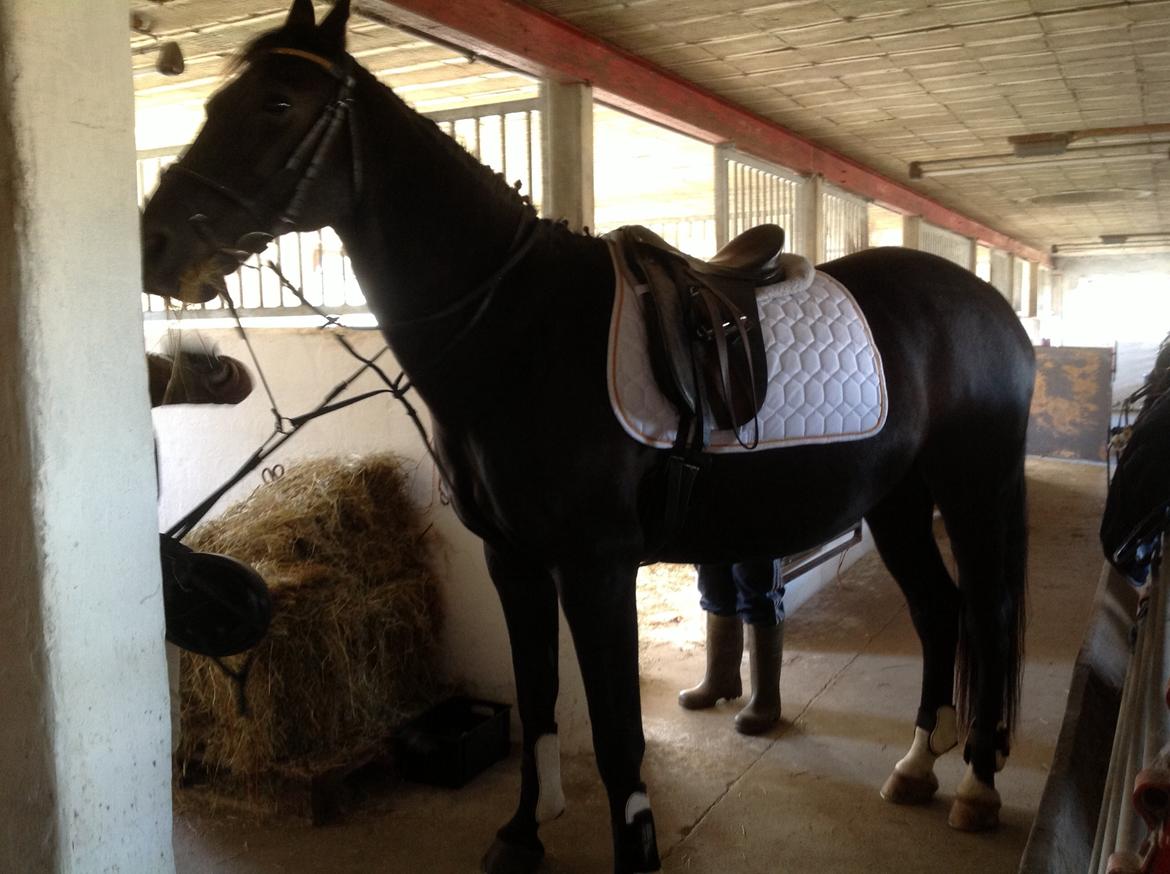 Anden særlig race Tazano billede 1