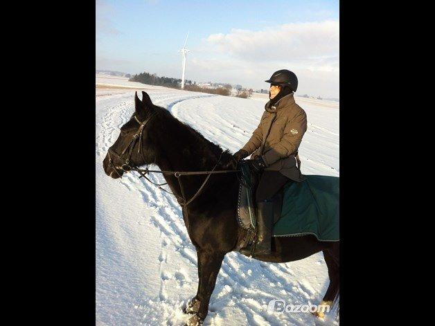 Anden særlig race Tazano billede 6