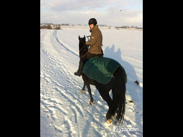 Anden særlig race Tazano billede 7