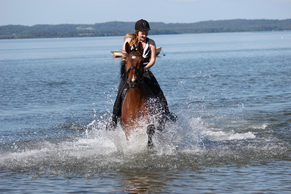 Dansk Varmblod Vesterlykkes Zinfandel billede 8