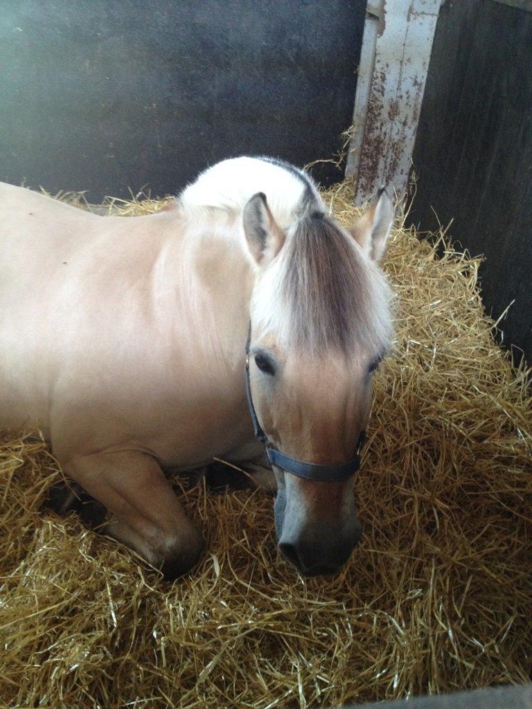 Fjordhest Buster billede 10
