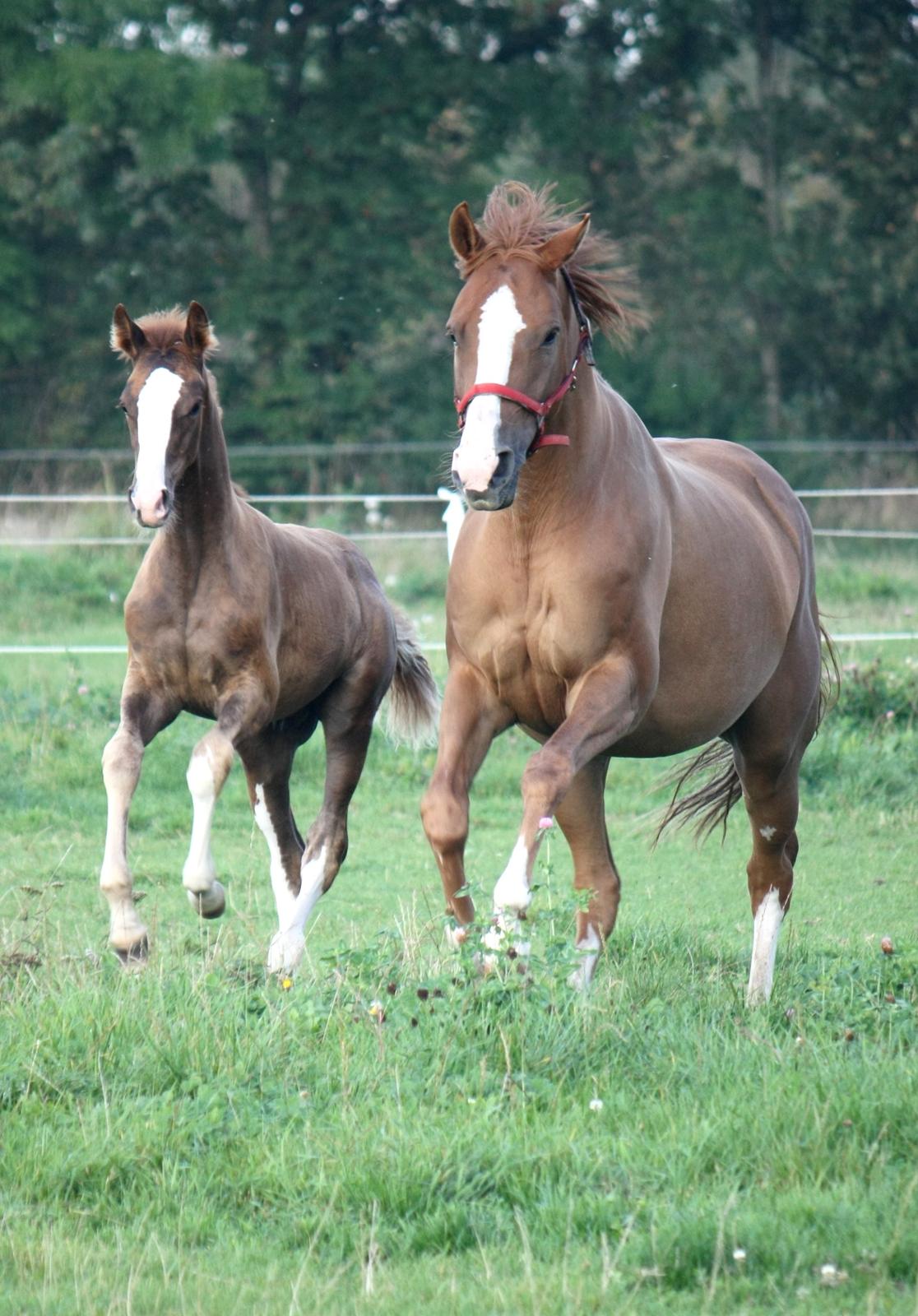 Dansk Varmblod Kildevangs Laurika - Laurika og hendes første føl efter BH Don Olymbrio billede 1