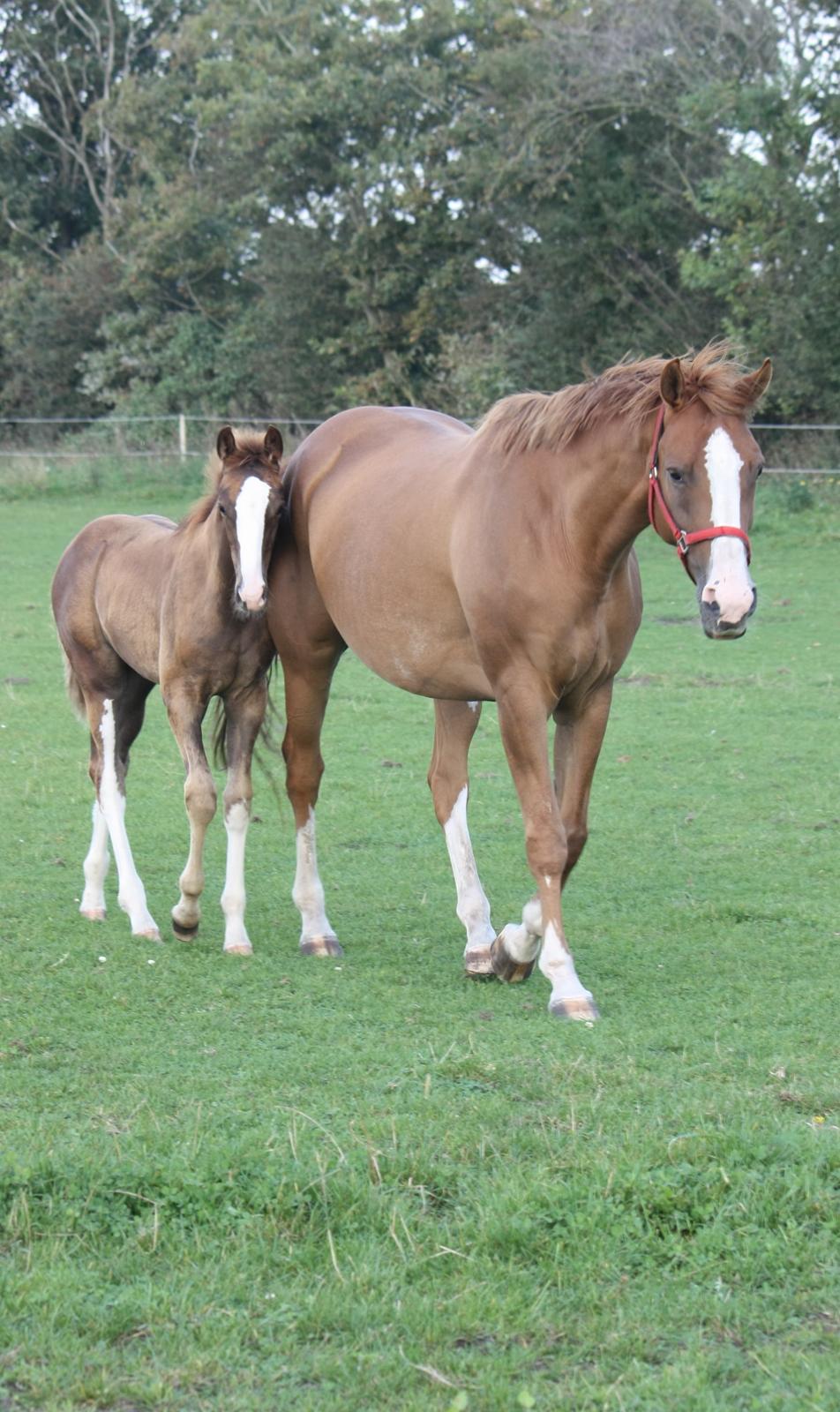 Dansk Varmblod Kildevangs Laurika billede 20