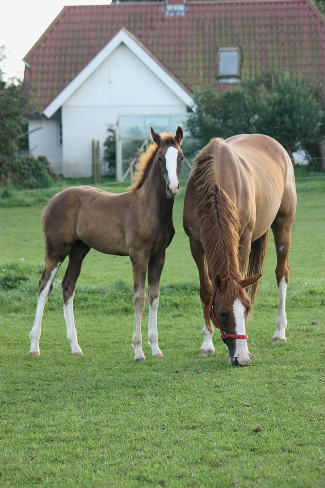 Dansk Varmblod Kildevangs Laurika billede 19
