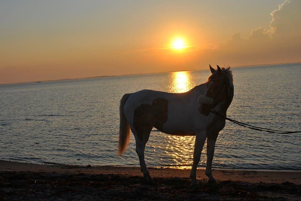 Hollandsk Sportspony / Pinto Angel billede 22