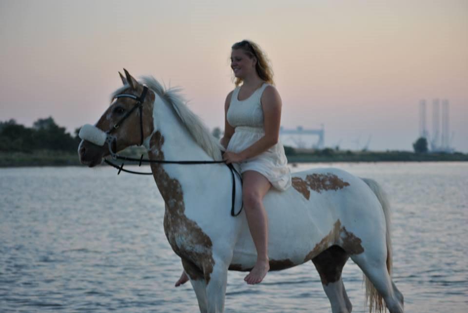 Hollandsk Sportspony / Pinto Angel billede 2