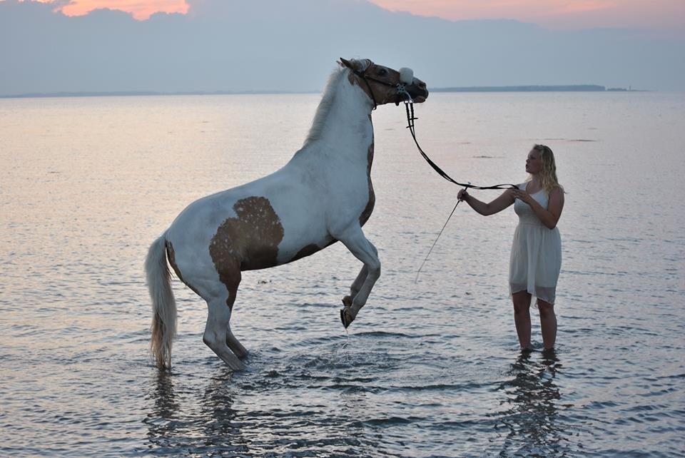 Hollandsk Sportspony / Pinto Angel billede 8