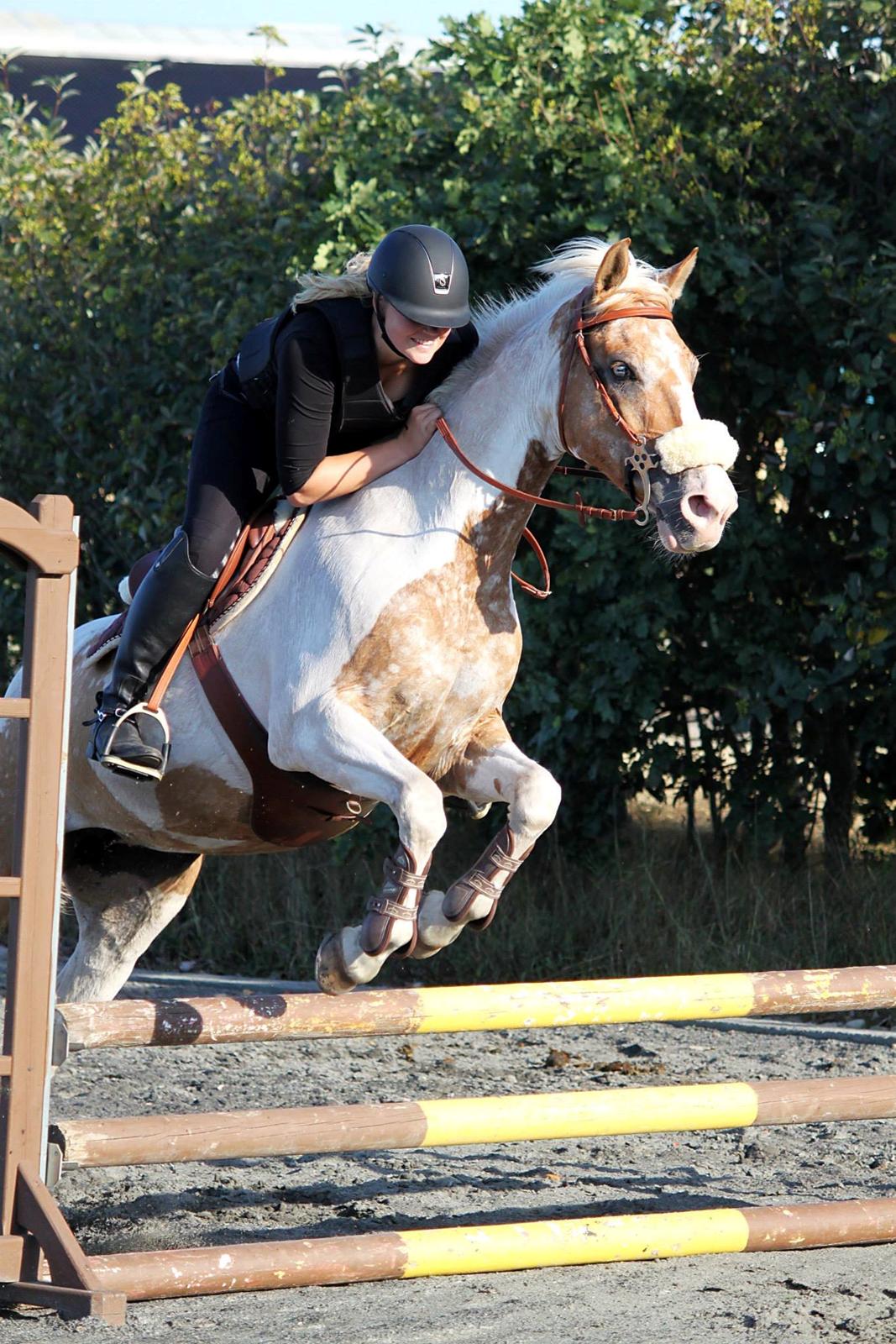 Hollandsk Sportspony / Pinto Angel billede 6